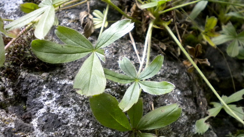 Potentilla caulescens